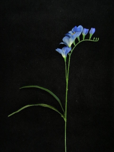 Freesia Silk Flower, royal blue, 21 inch (lot of 12)