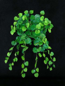 Geranium Bush, 180 leaves (lot of 1) SALE ITEM