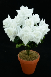 White Open Rose Bush x9  (Lot of 1) SALE ITEM