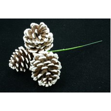1.5 - 2 Inch Natural Pine Cone With White Tips, Pick x 3 (Lot of 1 Bag - 12 Picks Per Bag) SALE ITEM