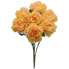 Salmon Peony Bush x7  (Lot of 1) SALE ITEM