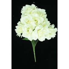 Cream Micro Peach Open Rose Bush x12 (Lot of 1) SALE ITEM