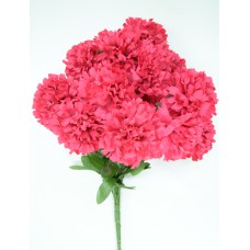 Beauty Carnation Bush x12  (Lot of 1) SALE ITEM