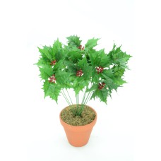 Green Holly Bush x12  (Lot of 1) SALE ITEM