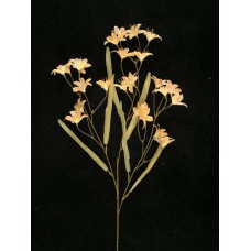 Peruviana, peach (lot of 12)