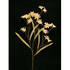 Peruviana, dark peach (lot of 12)