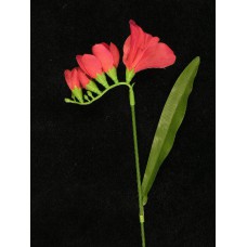 Freesia Pick, wine (lot of 72)