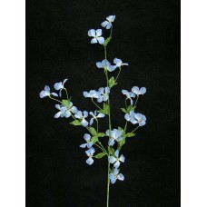 Mountain Clematis, blue (lot of 24)