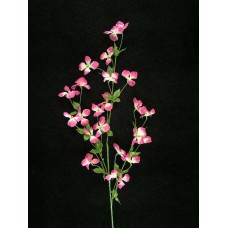 Mountain Clematis, cerise (lot of 24)