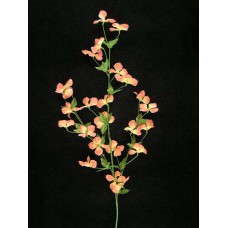 Mountain Clematis, peach (lot of 24)