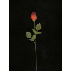 Rosebud, burgundy (lot of 24)