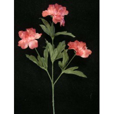 Peony, mauve (PR) (lot of 12)