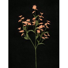 Gypsophilia, peach (lot of 12)