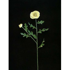 Latex Poppy, cream (lot of 24)