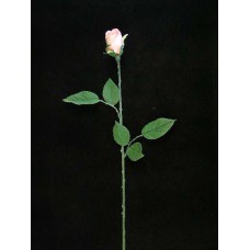 Rosebud, pink (lot of 48)