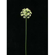 Queen Anne's Lace, white (lot of 24)