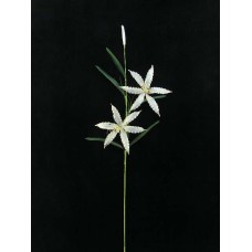 Handwrap Lily, candlelight (lot of 12)