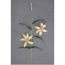 Tiger Lily, sunglow, 38 inch (lot of 12)