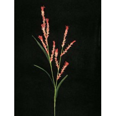 Handwrap Wheat Grass, rose (lot of 12)