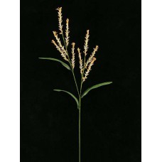 Handwrap Wheat Grass, sunglow (light peach) (lot of 12)