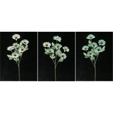 Pastel Water Color Daisy, Aquamarine (Lot of 12)