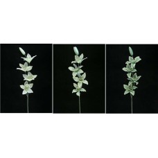 Orchid, seafoam green combo (lot of 12)