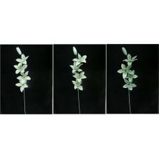 Orchid, seamist green combo (lot of 12)