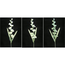 Pastel Water Color Gladiola Spray, seafoam green combo (lot of 6)