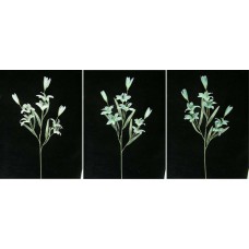 Pastel Water Color Tiger Lily Spray, Aquamarine (Lot of 12)