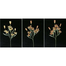 Pastel Water Color Tiger Lily Spray, Coral (Lot of 12)