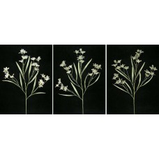 Pastel Water Color Tiger Lily Spray, gray combo (lot of 12)