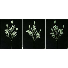 Pastel Water Color Tiger Lily Spray, Sea Mist Green combo (lot of 12)