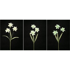 Pastel Water Color Daffodil Spray, aquamarine combo (lot of 12)