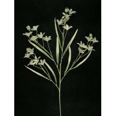 Pastel Water Color Peruviana, Seamist Green Combo (Lot of 12)