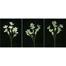 Pastel Water Color Azalea, Seamist Green combo (lot of 12)