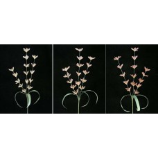 Pastel Water Color Lobelia Spray, Mauve Combo (Lot of 12)