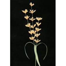 Pastel Water Color Lobelia Spray, Peach Combo (Lot of 12)