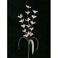 Pastel Water Color Lobelia, Pink Combo, Artificial Silk Flower (Lot of 12)