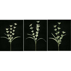 Pastel Water Color Lobelia, Seamist Green Combo, Artificial Silk Flower (Lot of 12)