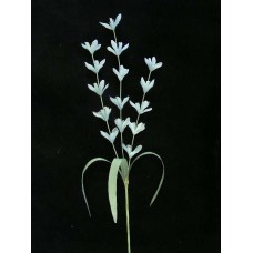 Pastel Water Color Lobelia Silk Flower Spray, Wedgwood Blue Combo (Lot of 12)