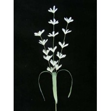 Pastel Water Color Lobelia Silk Flower Spray, White (Lot of 12)