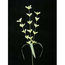 Pastel Water Color Lobelia Spray, Yellow Combo (Lot of 12)