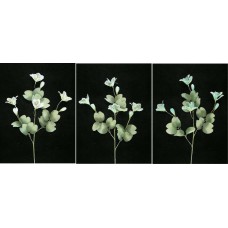 Pastel Water Color Bauhinia Orchid, Aquamarine (Lot of 12)