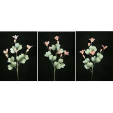 Pastel Water Color Bauhinia Orchid, Mauve (Lot of 12)