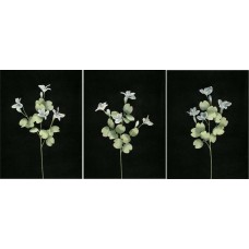 Pastel Water Color Bauhinia Orchid, Wedgewood Blue (Lot of 12)