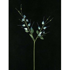 Handwrap Lily, midnight (lot of 12)