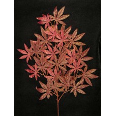 Japanese Maple Spray (lot of 12)