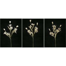 Pastel Water Color Mini Tiger Lily, Montego birch combination (lot of 12)