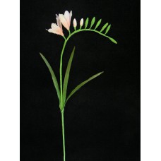 Hand Wrap Freesia, pink, Artificial Silk Flower (lot of 12)