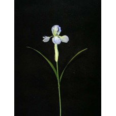 Handwrap Iris, lavender (lot of 12)